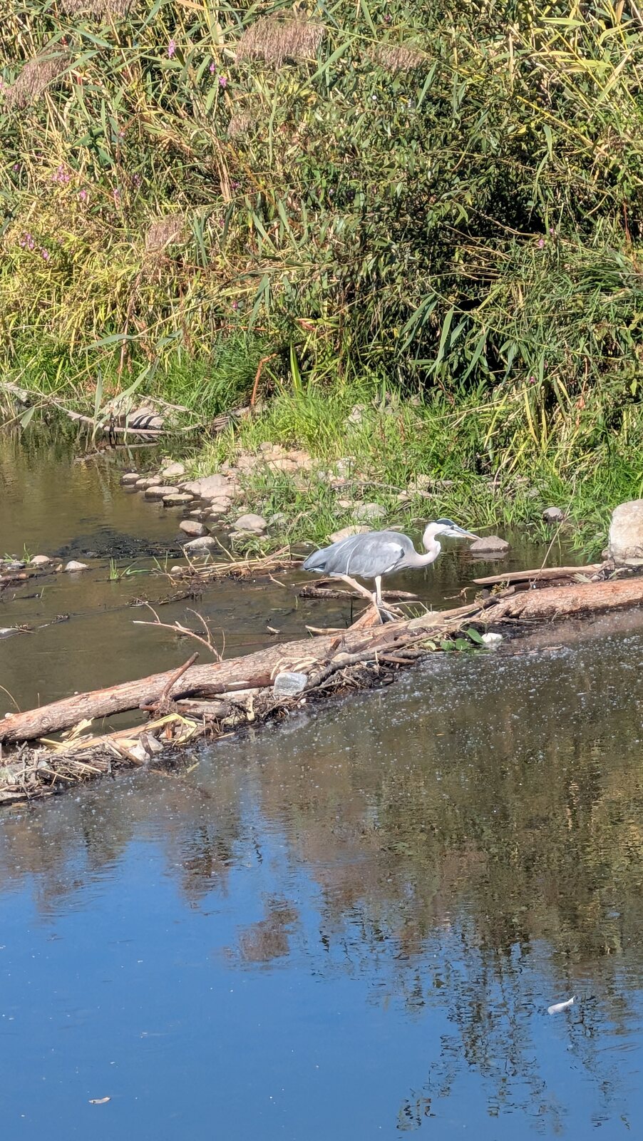 Ein Graureiher steht an einem flachen Wasserlauf.